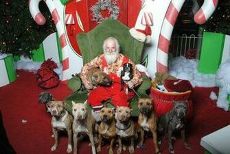 Santa Love Pit Bulls Our Best Friends Dogs And Cats