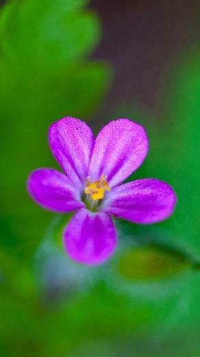 Flower iPhone Plus Wallpaper HD