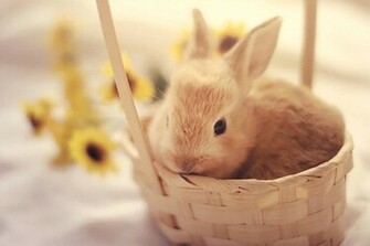 Basket Bunny Cute Easter Eastereggs Little Rabbit