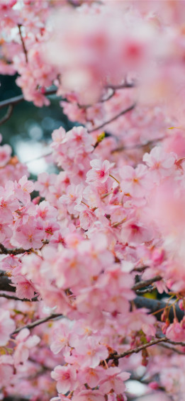 Yoyogi Park Tokyo Japan iPhone Wallpaper