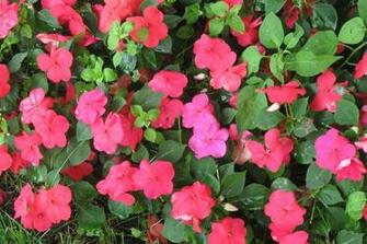 Summer Flowers Wallpaper Vii Hot Discussions