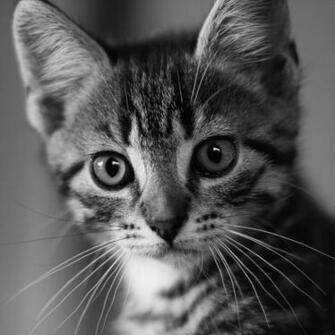 iPad Wallpaper Cat Air Background