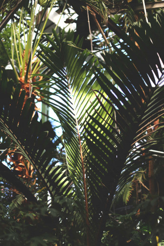 Aesthetic Palm Leaves Wallpaper