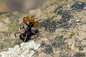 Black Ants Garden Controlling Or