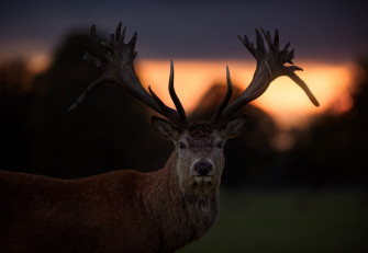 Deer Wallpaper