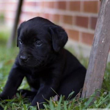 Cute Black Lab Puppies Wallpaper On