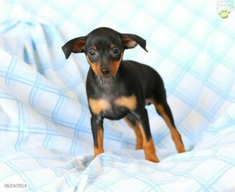 Miniature Pinscher Puppies HD Wallpaper