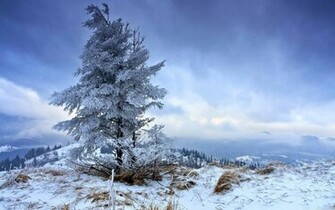 Fir Tree Winter Mac Wallpaper