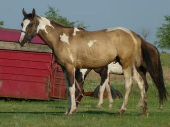 Palomino Horse Wallpaper HD