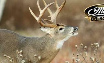 Mathews Creed Xs Wallpaper