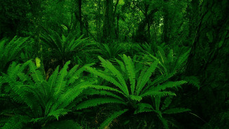 Green Leaves Wallpaper
