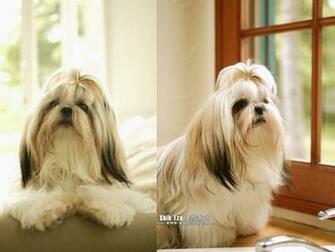 Shih Tzu Puppy Photos Dog Wallpaper No Desktop
