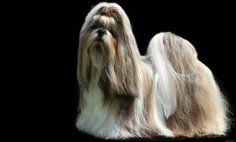 Shih Tzu Computer Wallpaper Desktop Background Id