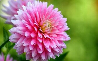 Dahlias Flowers Wallpaper