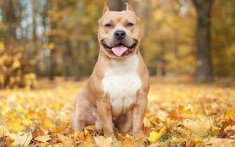 Pitbull Wallpaper