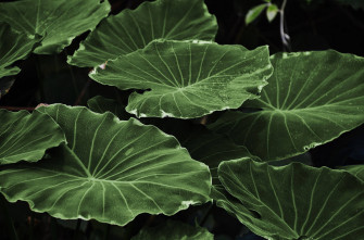 Plant Aesthetic Wallpaper