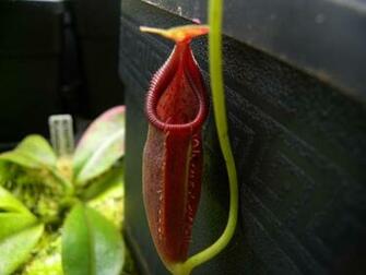 Nepenthes Ovata Photos