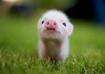 Kawaii Animals Wallpaper On