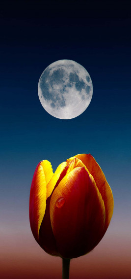 Galaxy S10 Plus Background Wallpaper