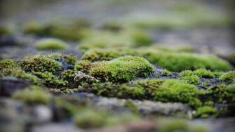 Moss Macro Photography Wallpaper HD Background Desktop
