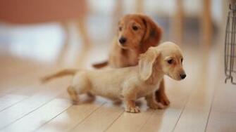 Wallpaper Dachshund HD Background Desktop