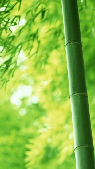 Green Bamboo S5 Wallpaper
