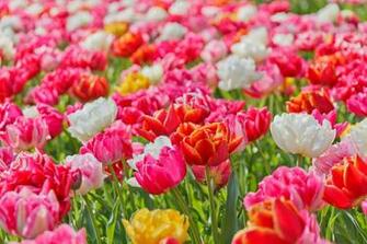 Bright Vivid Flowers Stock Photo HD Public Domain Pictures