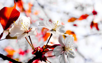 Spring Season Flowers Ultra HD Desktop Background Wallpaper For 4k