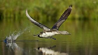 Red Throated Loon Wallpaper Animal