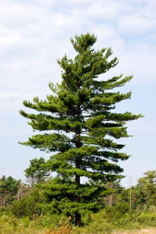 Eastern White Pine Pinus Strobus Tree Facts Habitat Pictures