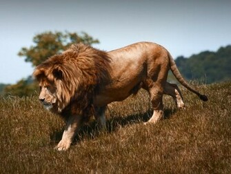 Lion Wallpaper HD Pictures One Background