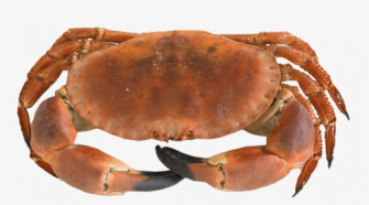 Dungeness Crab HD Png Transparent Image Wallpaper