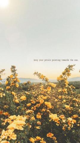 Wallpaper With Qoutes Flower Quotes Aesthetic