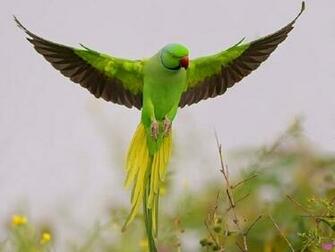 Parrot Wallpaper HD Pictures Image Background