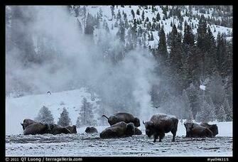 With Thermal Plume Behind In Winter Yellowstone National Park Color