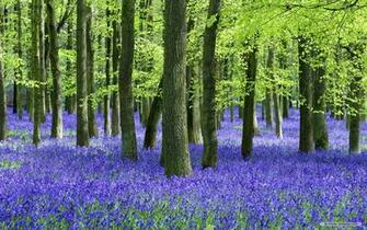Wallpaper Nature Purple Landscape Plants