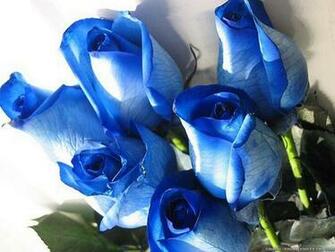 Blue Roses Wallpaper Desktop Background