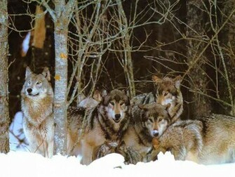 Wolfpack Wallpaper Desktop Background