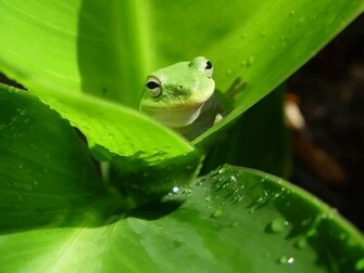 Frog Wallpaper