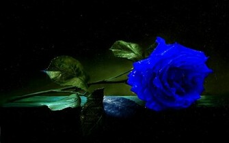 Blue Rose Wallpaper HD Pictures Topwallpaper