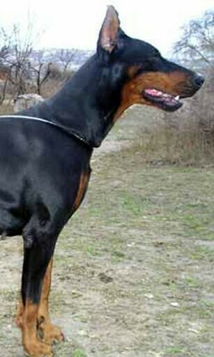 Bigger Doberman Pinscher Wallpaper For Android Screenshot