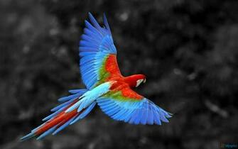 Live Background Wallpaper HD Background