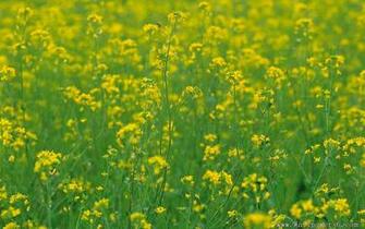 Cole Flowers Landscape Wallpaper