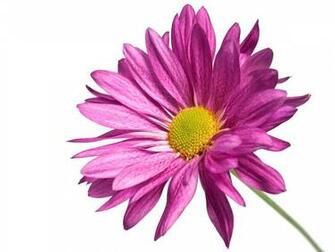 Pink Flower White Background Image Amp Pictures Becuo