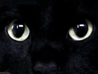 My Top Collection Black Cat Wallpaper