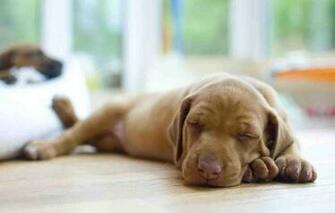 Sleeping Dogs Wallpaper Android Apps On Google Play