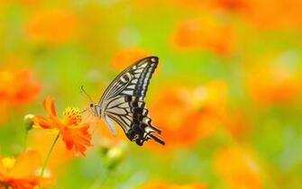 Rating Give Colorful Butterfly Background