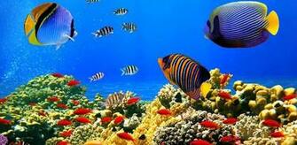 3d marine aquarium screensaver