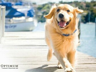 Golden Retriever Dogs Wallpaper