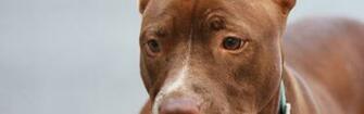 Cool High Quality Wallpaper S Collection American Pitbull